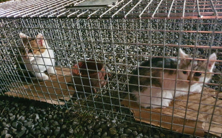 Zbiórka Lepsze życie dzikiego stada - zdjęcie główne