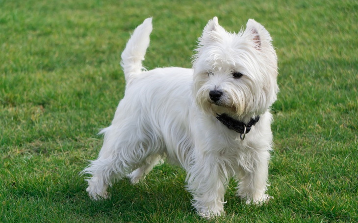 Zbiórka Na pieska Westa - zdjęcie główne