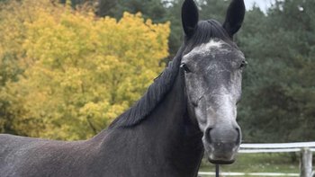 Zbiórka Na powrót Mony do zdrowia❤️ - miniaturka zdjęcia