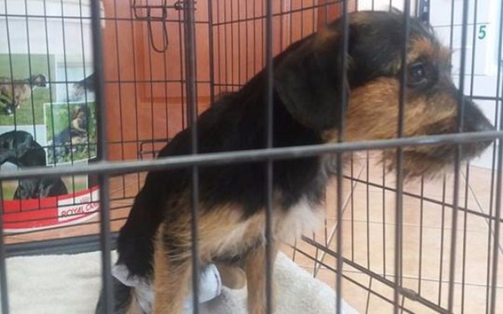 Zbiórka Bunia - diagnoza czy eutanazja?? - zdjęcie główne