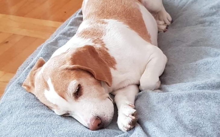 Zbiórka Sonia - potrzebny zabieg TTA RAP - zdjęcie główne