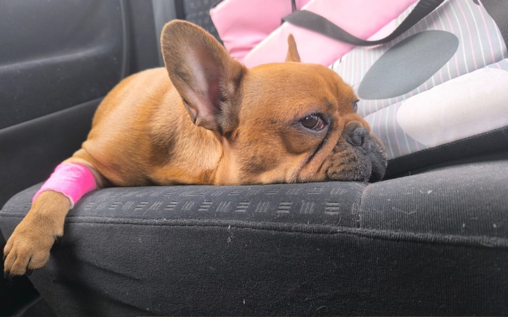 Pies rasy buldog francuski odpoczywający w samochodzie.