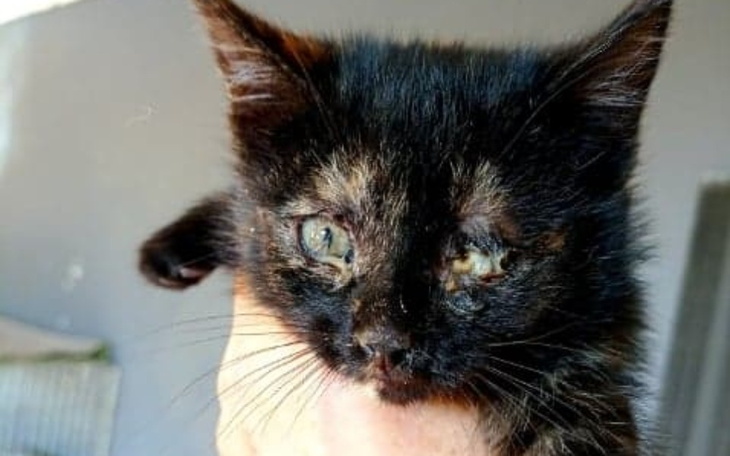 Zbiórka Na ratunek kotom z piekarni - zdjęcie główne