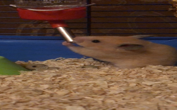 Zbiórka Dla mojego slodkiego chomiczka - zdjęcie główne