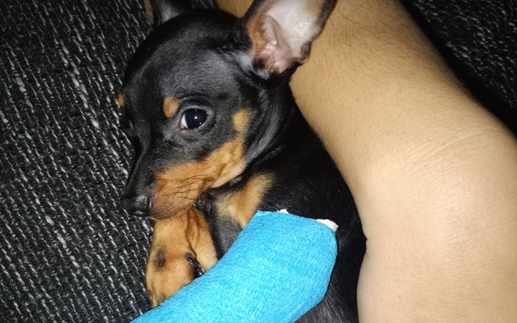 Zbiórka Operacja Bobi-ego malutki szczen - zdjęcie główne