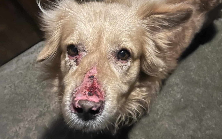 Pies z raną na nosie, wyglądający na zmartwionego.