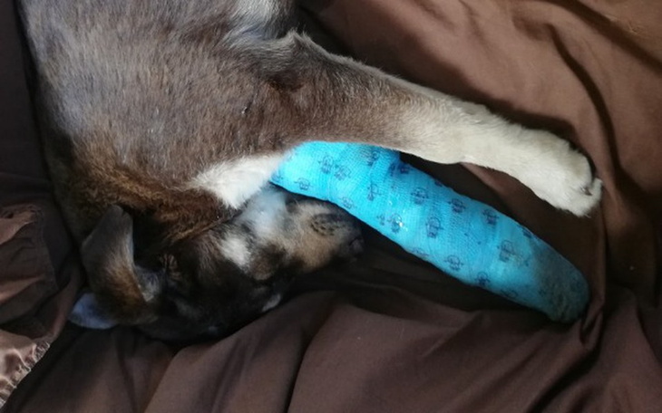 Zbiórka Potrącony Szczeniaczek!!! - zdjęcie główne