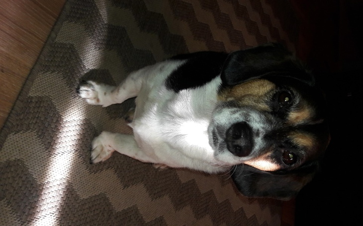 Zbiórka zakup opalu - zdjęcie główne