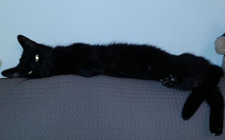 Zbiórka FIP lub chłoniak u Migotki - zdjęcie główne