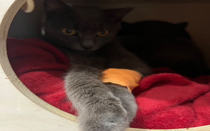 Zbiórka Silver - zdjęcie główne