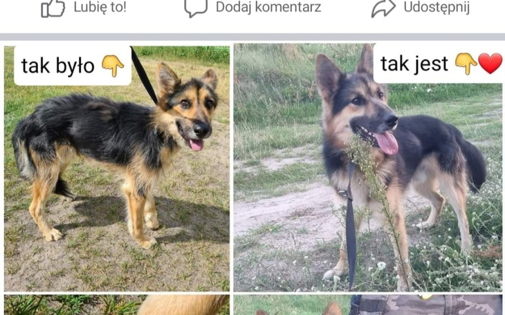 Zbiórka Aleks i jego szansa na dom - zdjęcie główne