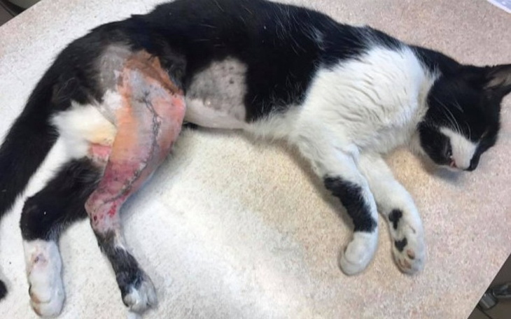 Zbiórka Potrącony i zostawiony na śmierć - zdjęcie główne