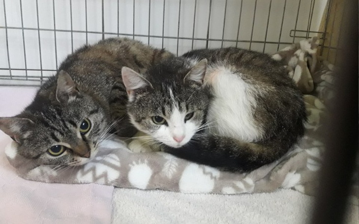 Zbiórka Wykastrujmy bezdomność... - zdjęcie główne