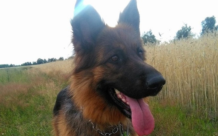 Zbiórka Pomoc w leczeniu suni - zdjęcie główne