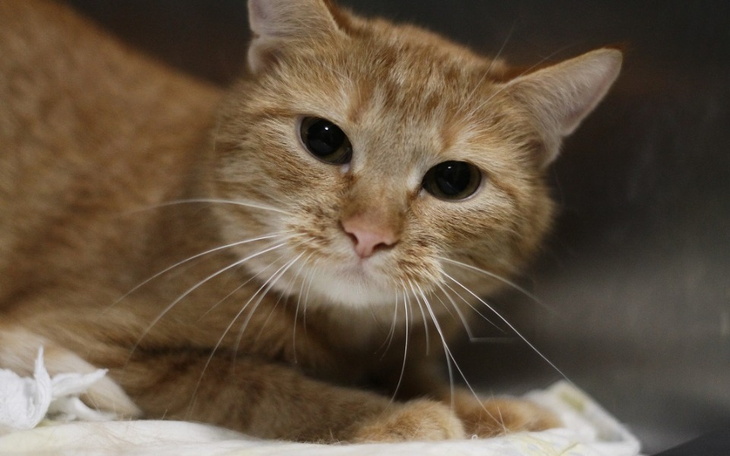 Zbiórka Uratujmy Meridę - zdjęcie główne