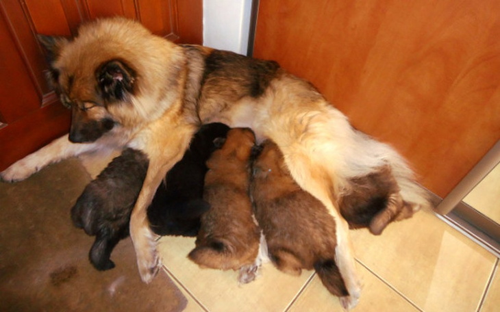 Zbiórka Wymarzony psiak - zdjęcie główne