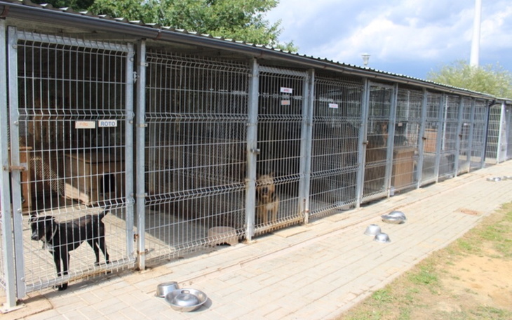 Zbiórka Na schronisko ,karmę ,i zabawki - zdjęcie główne