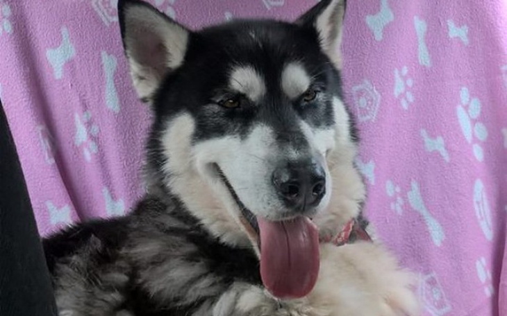 Zbiórka Wafel, ofiara letniego wyjazdu? - zdjęcie główne