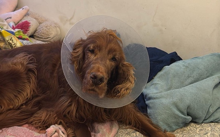 Zbiórka leczenie seterka - zdjęcie główne