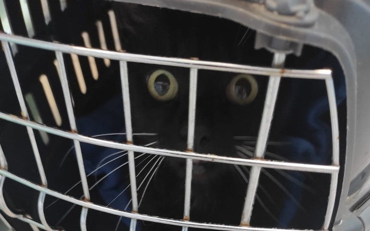 Zbiórka Tosia ma Zapalenie Otrzewnej - zdjęcie główne