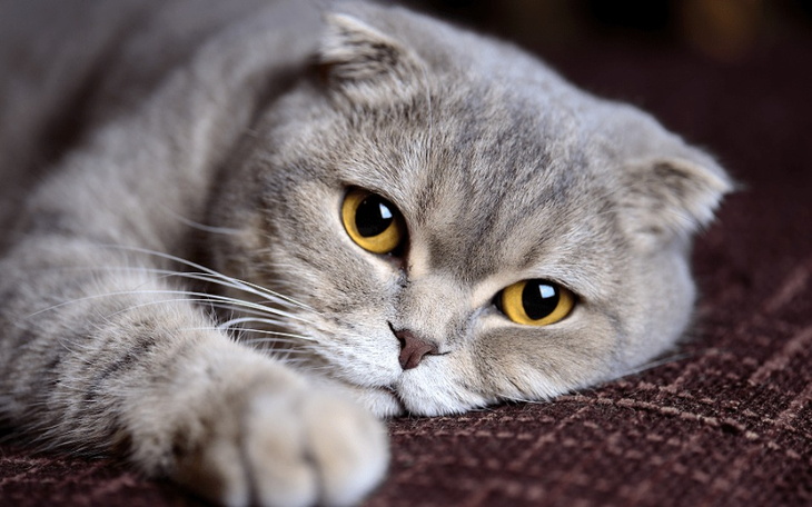 Zbiórka ram dla mollyego - zdjęcie główne