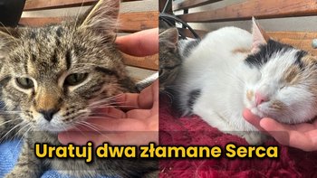 Zbiórka Dwa złamane serca - miniaturka zdjęcia