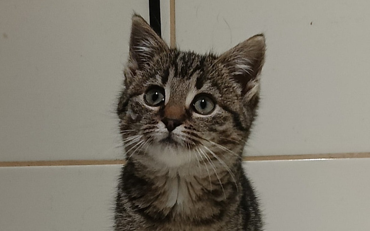 Zbiórka Pomocy kotkom z misji - zdjęcie główne