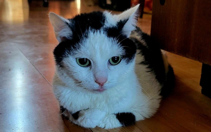 Zbiórka Uratuj życie Shanti - zdjęcie główne