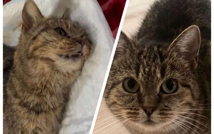 Dwa koty leżące obok siebie na białym tle.