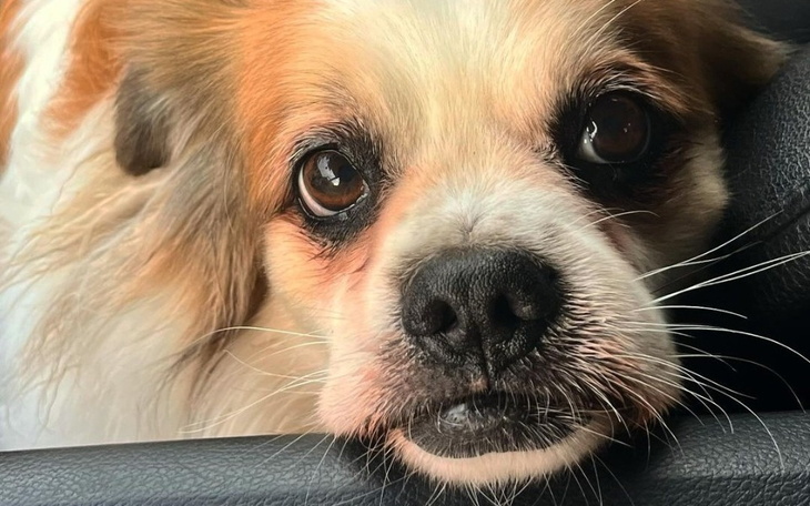 Zbiórka Pomóż Rupertowi chodzić - zdjęcie główne