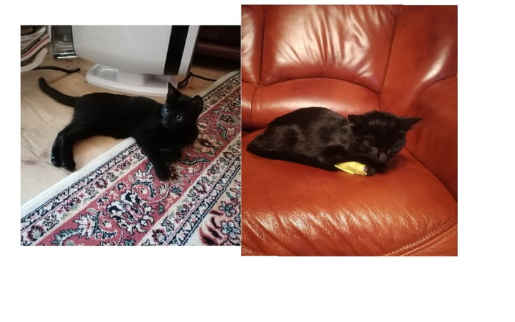 Zbiórka Leczenie ukochanej kotki-zbiórka - zdjęcie główne