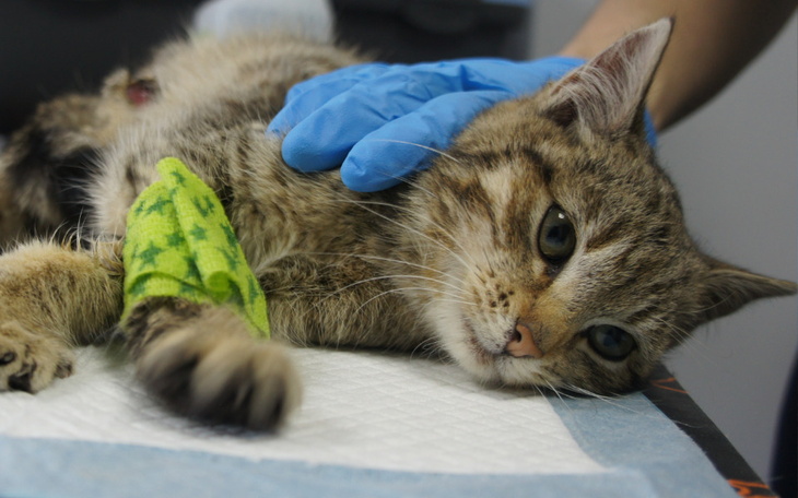 Zbiórka Jodełka - zdjęcie główne