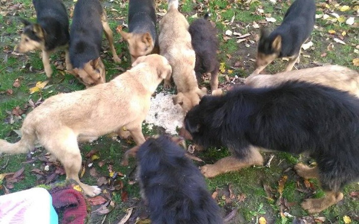 Zbiórka Ziemniaki i smalec. Psia bieda . - zdjęcie główne