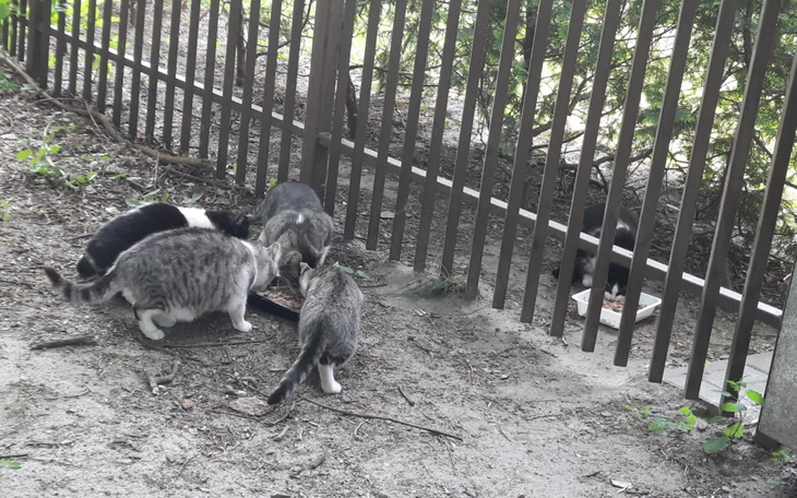 Grupa kotów jedzących w pobliżu ogrodzenia.