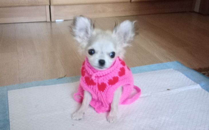 Zbiórka Ratujmy życie i zdrowie Rambusia - zdjęcie główne