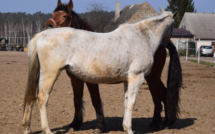 Zbiórka Pomoc dla naszej stajni - zdjęcie główne