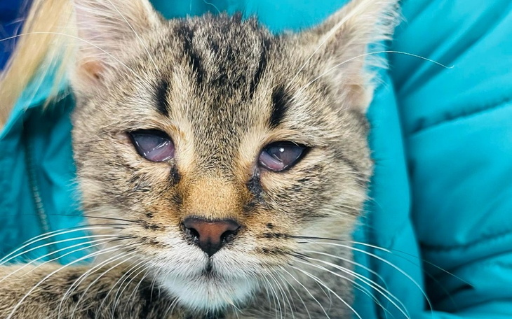 Zbiórka Mały Uszak nie chce umierać... - zdjęcie główne