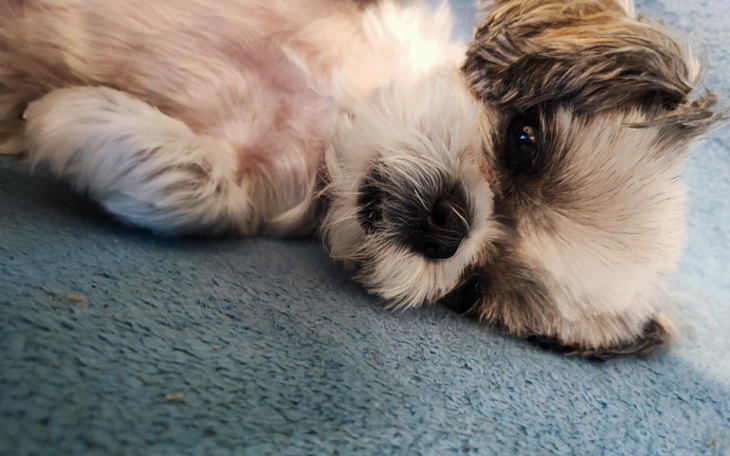 Zbiórka Zbiórka dla Lilki - zdjęcie główne