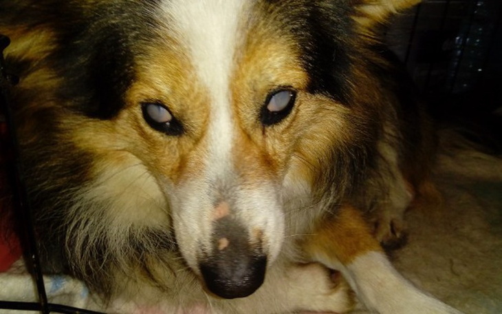 Zbiórka Pomoc slepej sunii i szczeniakom - zdjęcie główne