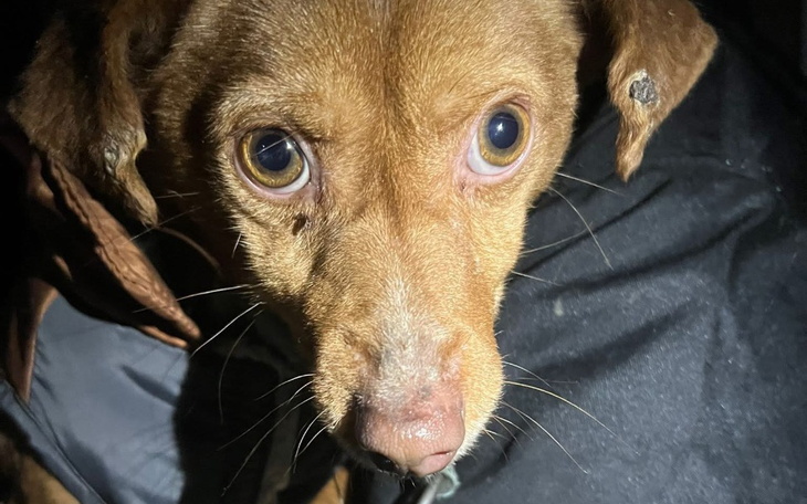 Brązowy pies z dużymi oczami, patrzący w stronę obiektywu.