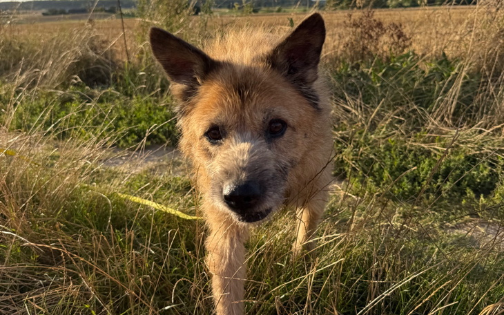 Pies wśród trawy, zbliżenie na jego twarz.