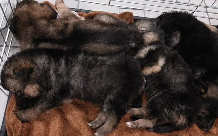 Zbiórka Ratunek zwierzętom z Ukrainy - zdjęcie główne