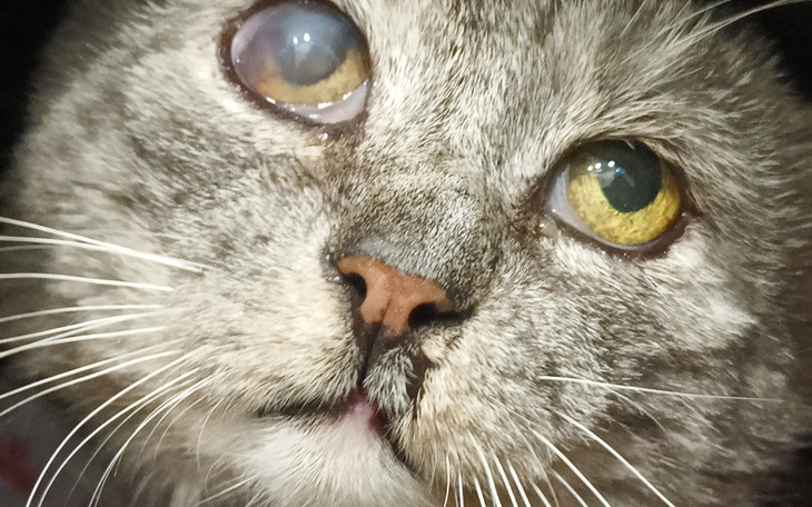 Zbiórka Lituś potrzebuje wsparcia Pomóż - zdjęcie główne