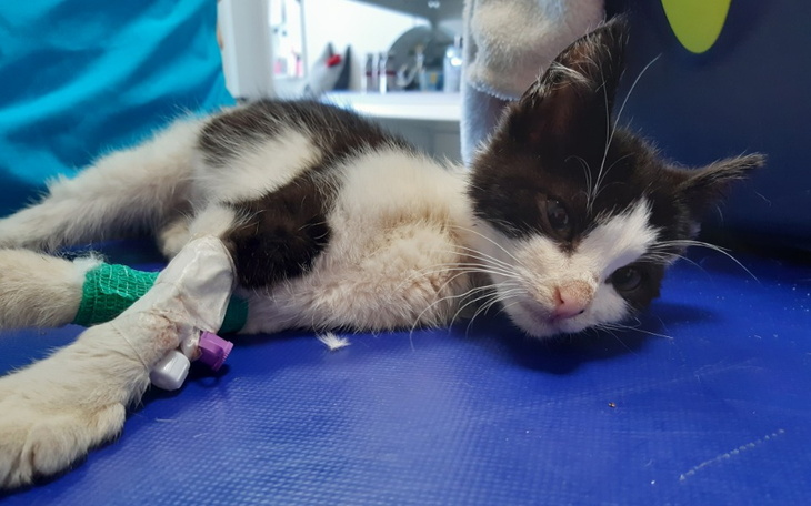 Zbiórka Sergiuszek błaga o pomoc - zdjęcie główne