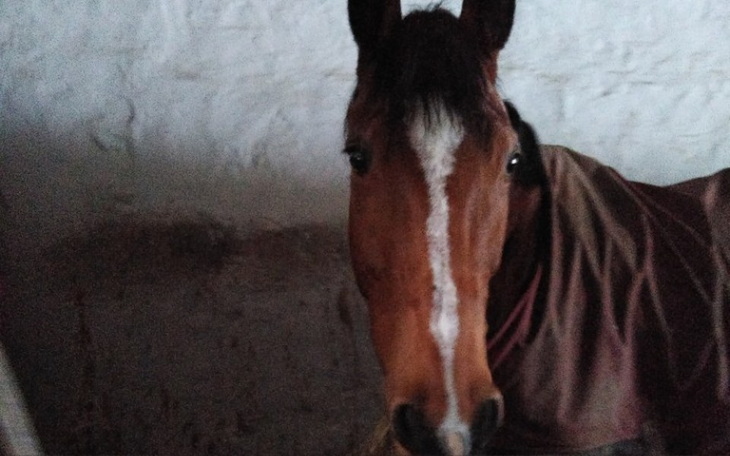 Zbiórka Obóz konny - zdjęcie główne