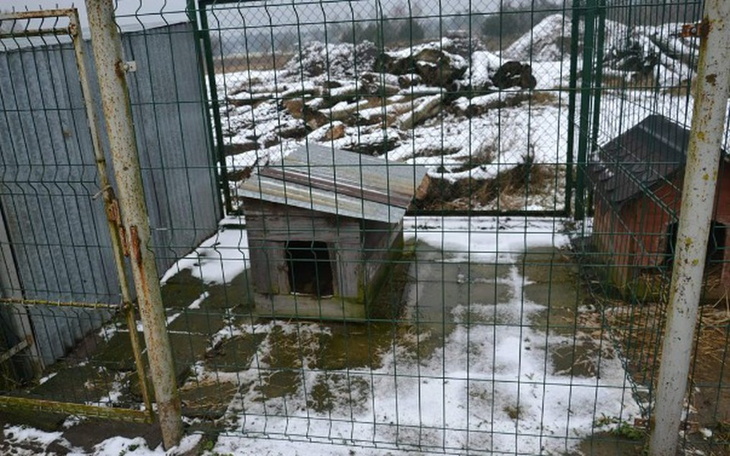 Zbiórka Miski dla schroniska - zdjęcie główne