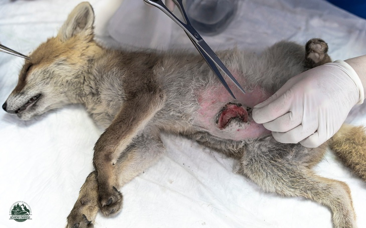 Zbiórka Ginger - Bieszczadzka Liszka - zdjęcie główne