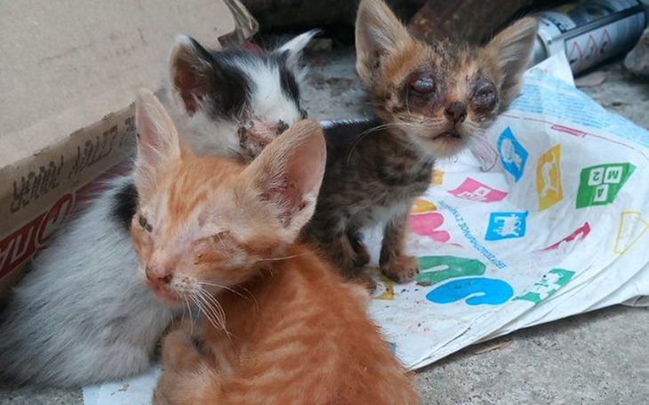 Zbiórka GRECKIE ŚLEPACZKI proszą o pomoc - zdjęcie główne