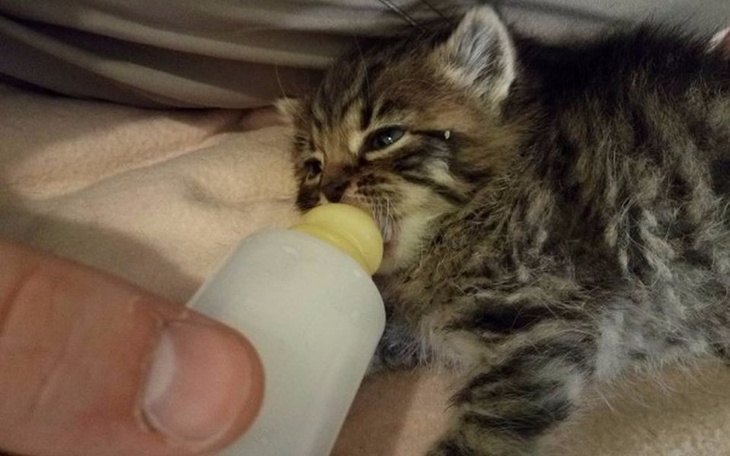 Zbiórka Podstawowa wyprawka dla kociąt! - zdjęcie główne