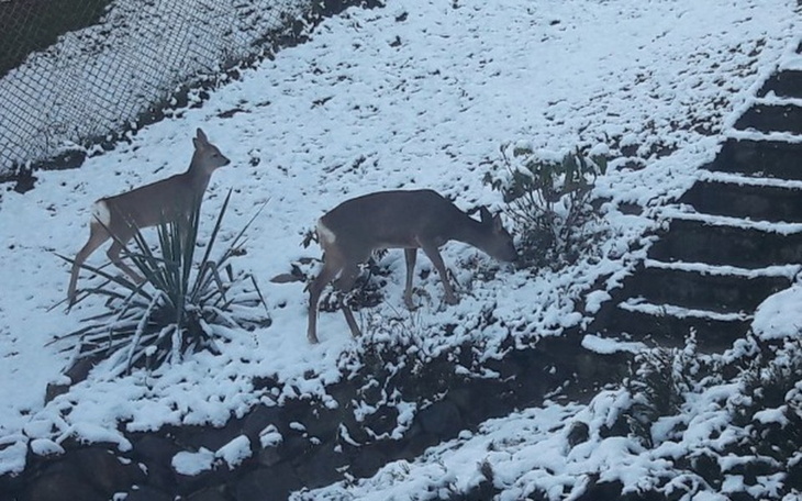 Zbiórka Paśniki dla dzikich zwierząt! - zdjęcie główne